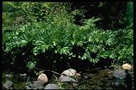 Peltiphyllum peltatum/Darmera Peltata