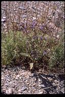 Phacelia ramosissima