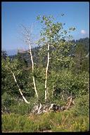 Populus tremuloides