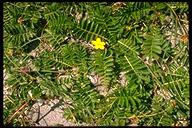 Potentilla anserina