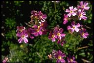 Primula suffrutescens