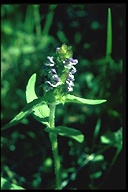 Prunella vulgaris