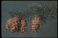 Pseudotsuga menziesii