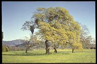 Quercus kelloggii