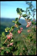 Ribes cereum