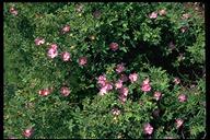 Rosa californica