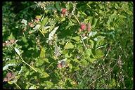 Rubus glaucifolius