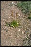 Rumex paucifolius