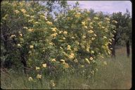 Sambucus mexicana