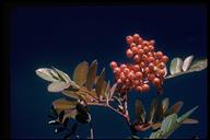 Sorbus californica