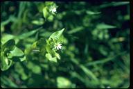 Stellaria media