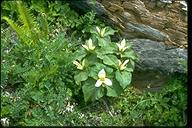 Trillium chloropetalum