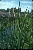 Typha latifolia