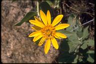 Wyethia elata