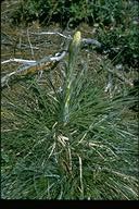 Xerophyllum tenax