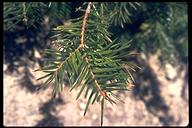 Taxus brevifolia