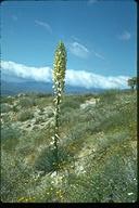 Yucca whipplei